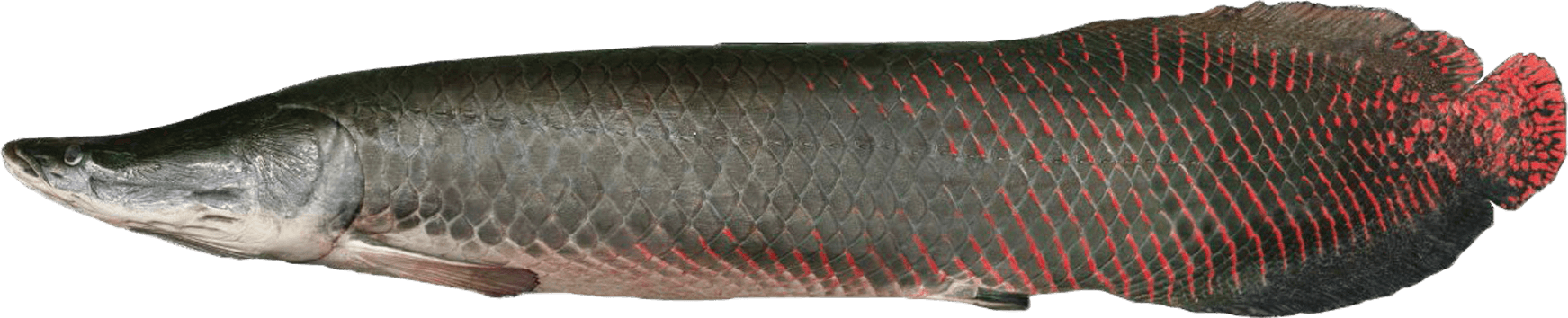 Pirarucu - Peixe - Pirarucu